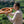 S-Shaped Pro Didgeridoo, Tuning C, Natural