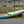 10'6 Royal Hawaiian Palm